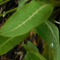 Meconopsis 'Mildred'
